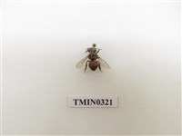 藏品(義大利蜂)的圖片